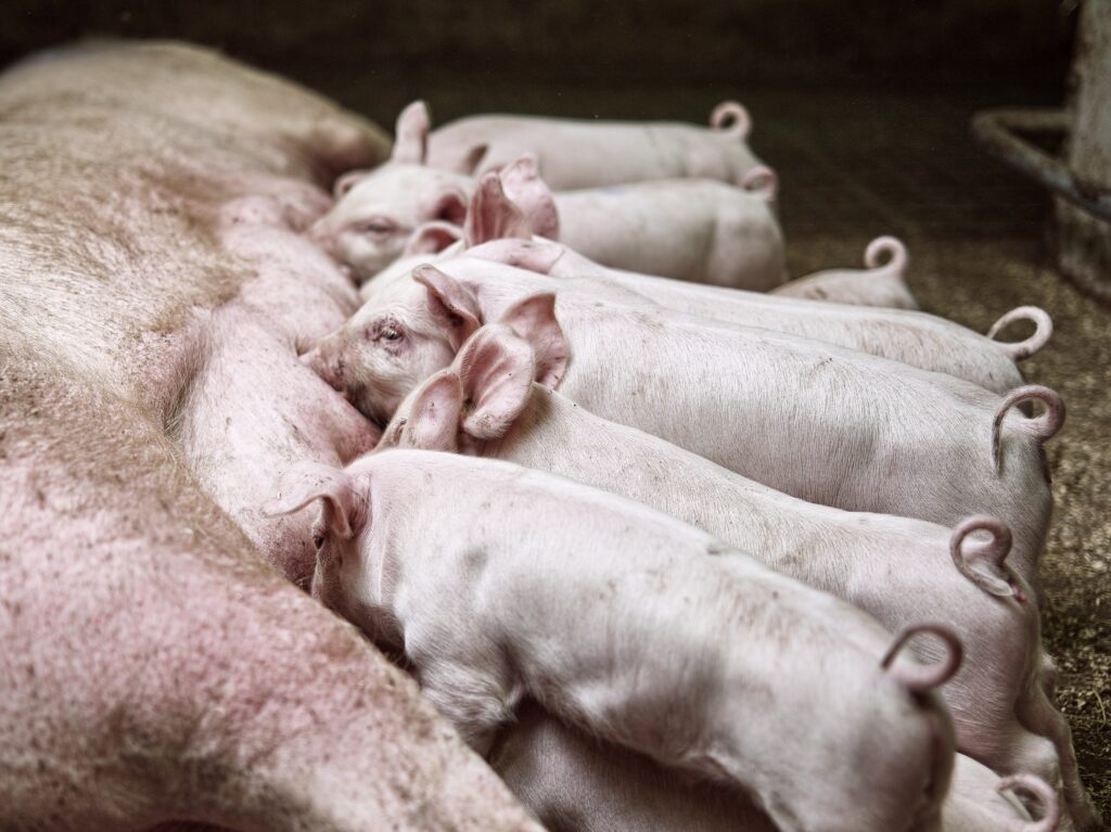 Five tips to work best with free farrowing